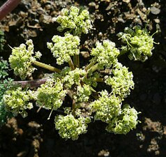 Lomatium dasycarpum flower